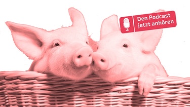 Zwei Schweine in einem Korb | Bild: mauritius images