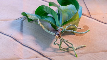 Orchidee-Ableger der Phalaenopsis  | Bild: mauritius images / Gheorghe Mindu / Alamy / Alamy Stock Photos