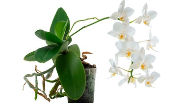 Eine Orchidee mit Ableger | Bild: mauritius images / Svitlana Makarova / Alamy / Alamy Stock Photos