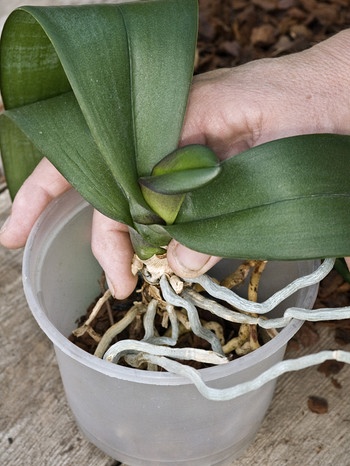 Eine Orchidee wird in einen neuen durchsichtigen Topf gesetzt. | Bild: mauritius images / Garden World Images / GWI/John Swithinbank